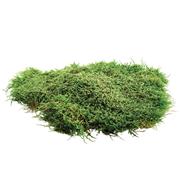 Flat Moss 500g Pack