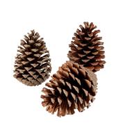 Pine Cones Maritima Pack of 25